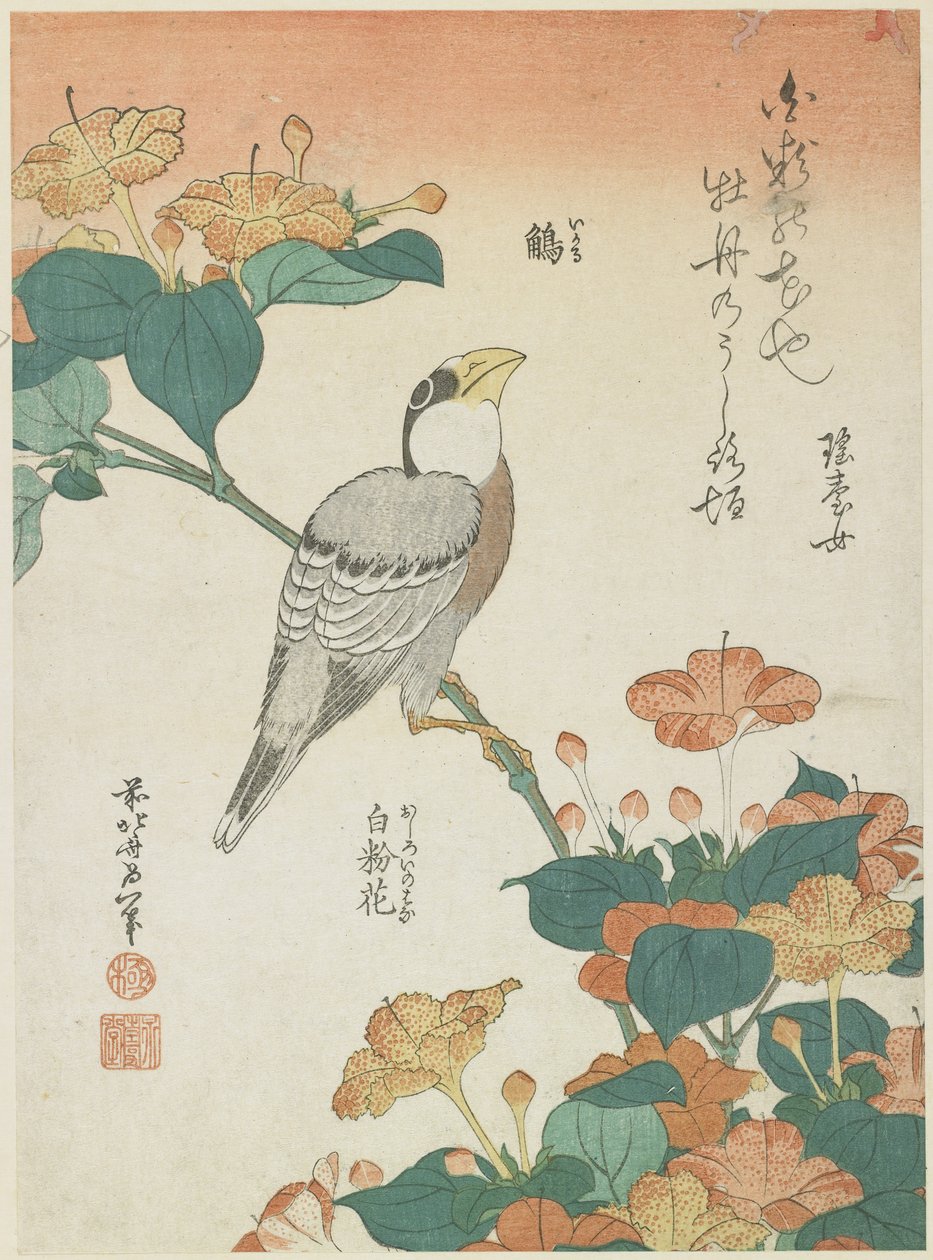 Japanska Grosbeak och Four-o