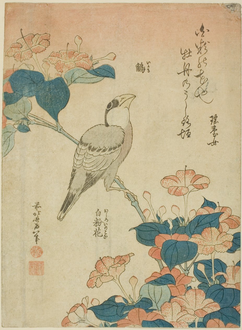 Japanese Grosbeak and Marvel of Peru (Ikaru, oshiroi no hana), från en namnlös serie av blommor och fåglar av Katsushika Hokusai