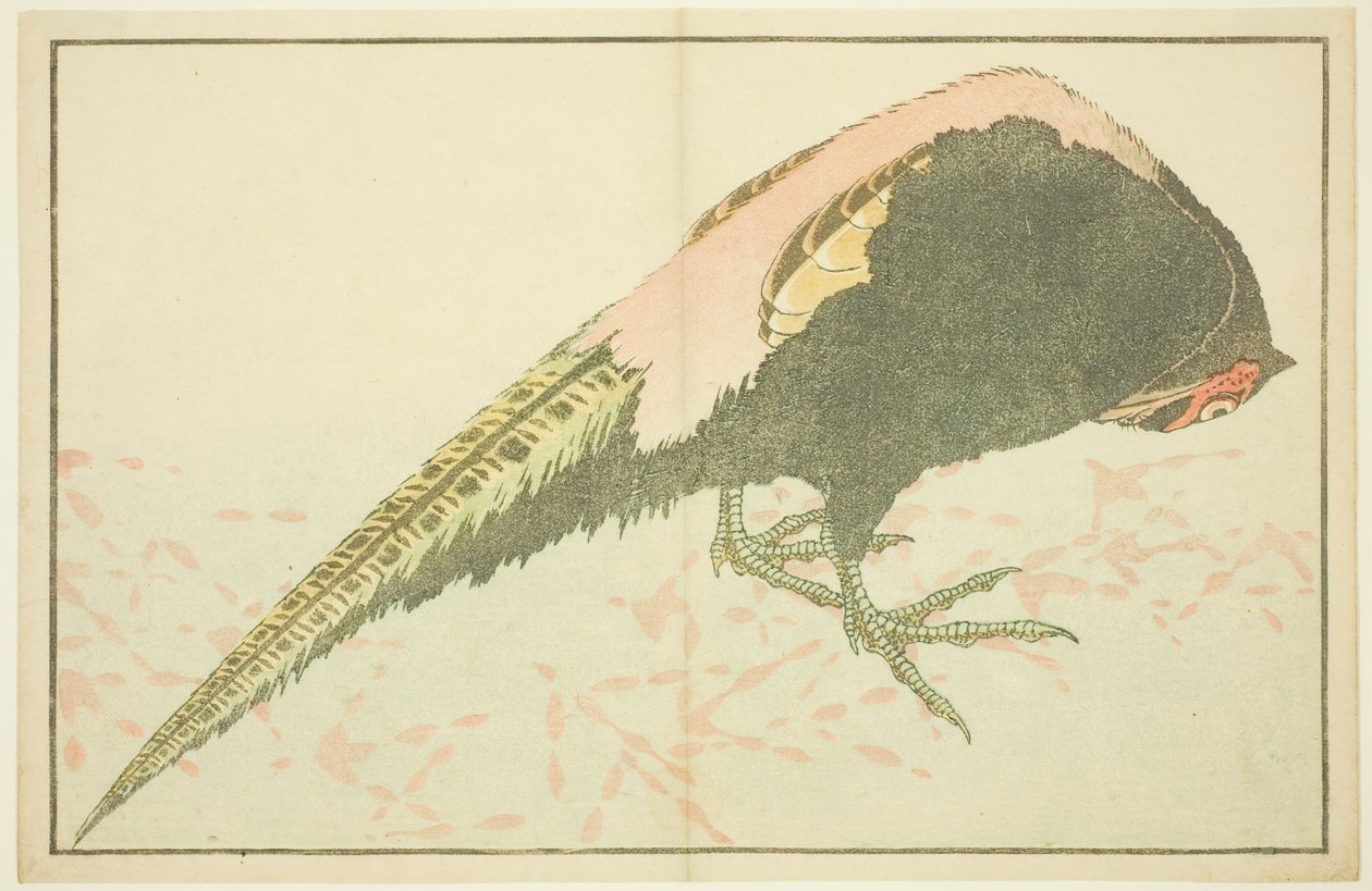 Male Pheasant, från The Picture Book of Realistic Paintings of Hokusai (Hokusai shashin gafu) av Katsushika Hokusai