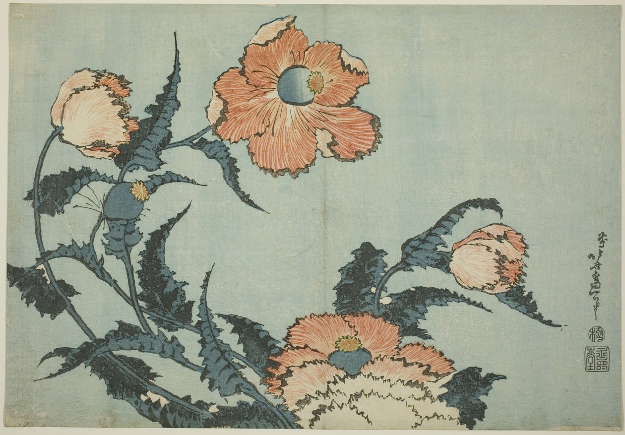 Vallmo, från en namnlös serie av blommor av Katsushika Hokusai