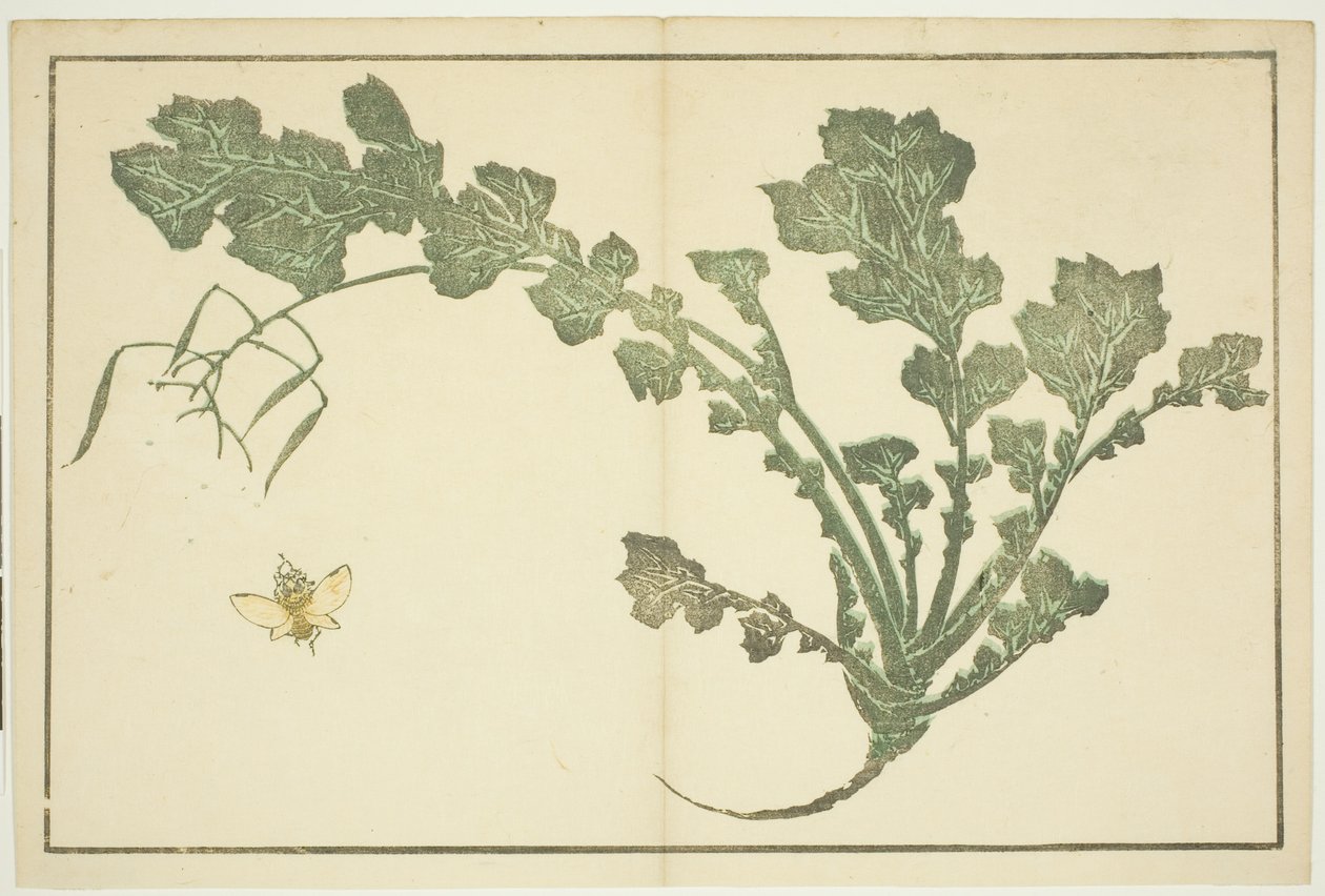 Geting- och kålrotsstjälk, från "The Picture Book of Realistic Paintings of Hokusai (Hokusai shashin gafu)" av Katsushika Hokusai