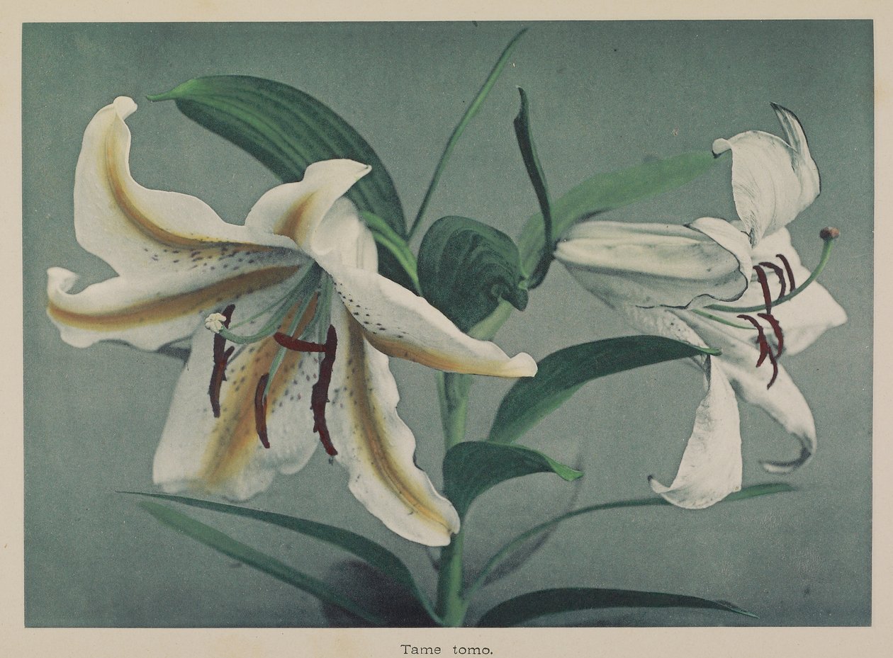 Lily av Kazumasa Ogawa