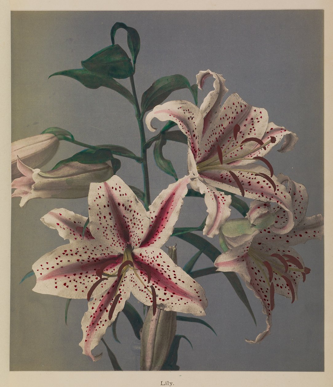 Lily av Kazumasa Ogawa