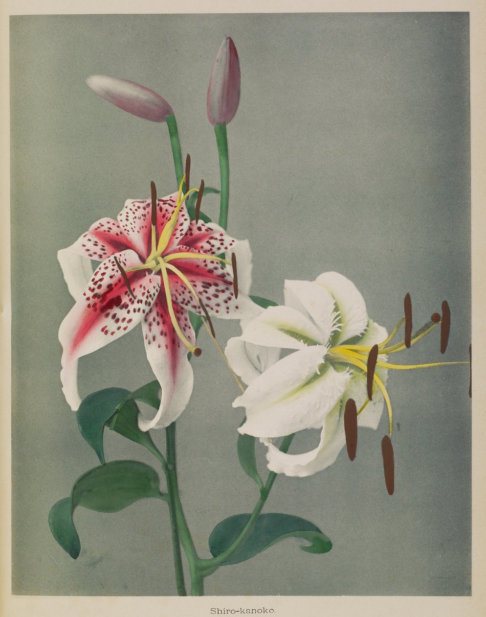 Lily av Kazumasa Ogawa