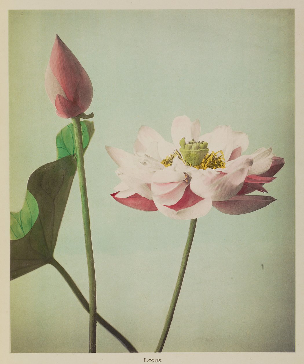 Lotus av Kazumasa Ogawa