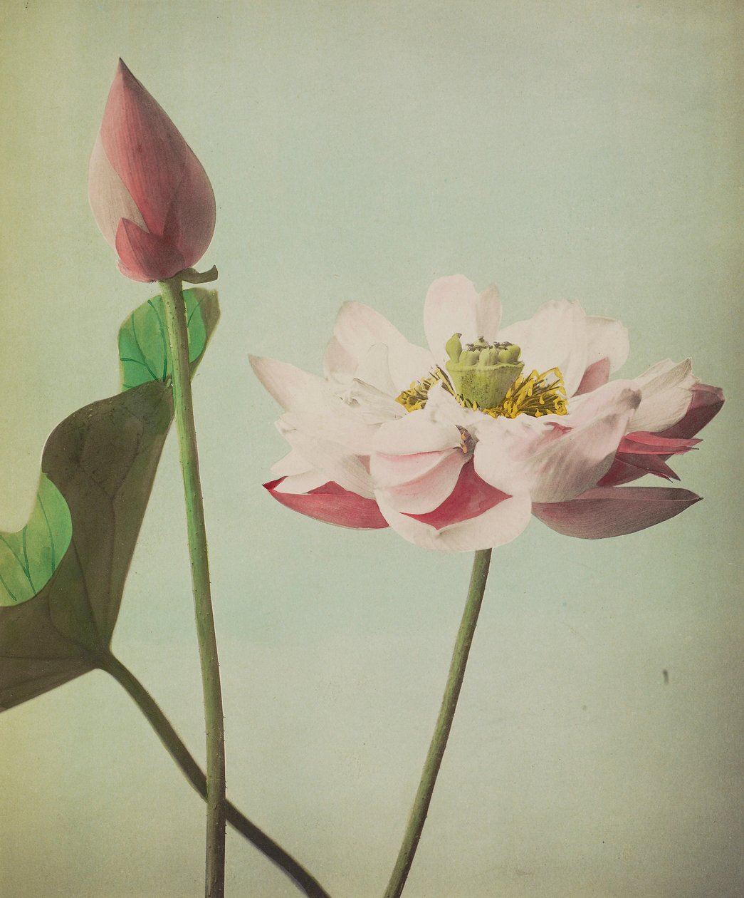 Lotus, 1896 (handfärgad collotype) av Kazumasa Ogawa