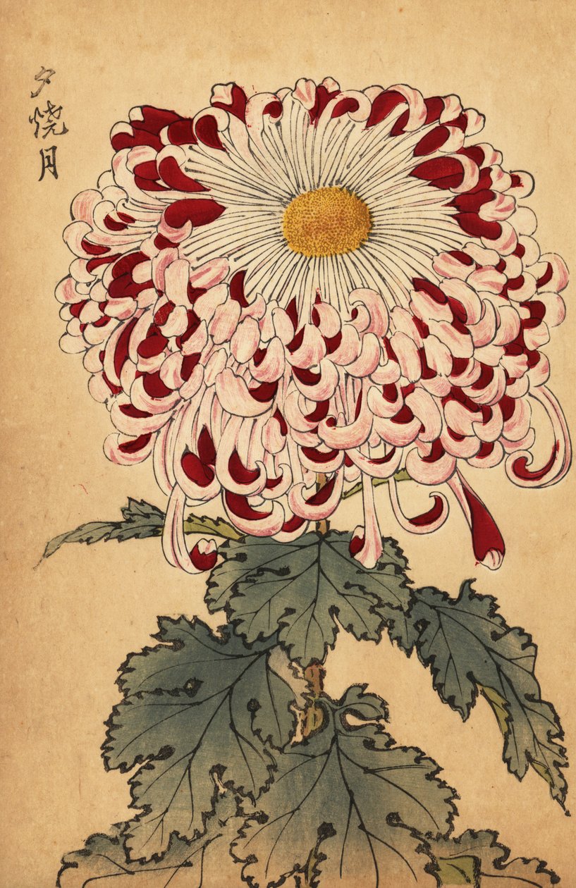Hybrid crimson och vit sked krysantemum., 1893 (gravyr) av Keika Hasegawa