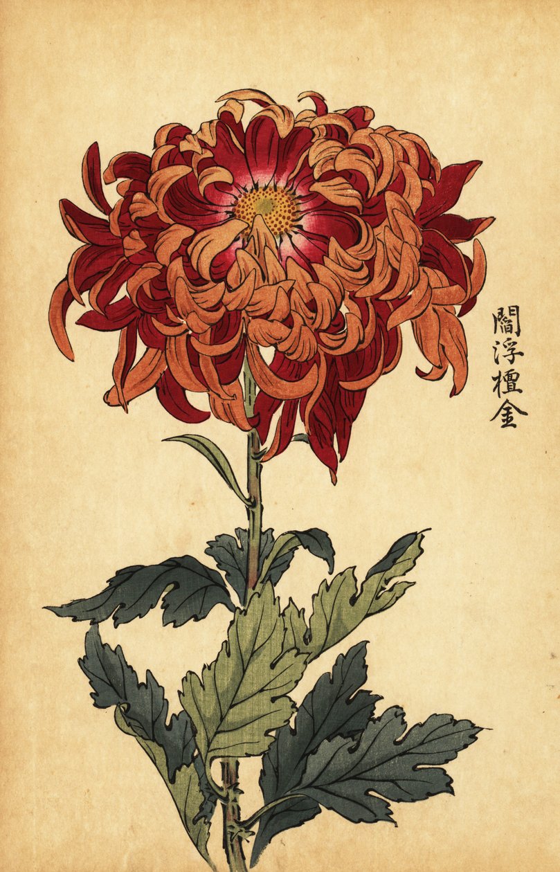 Hybrid orange och crimson krysantemum., 1893 (gravyr) av Keika Hasegawa