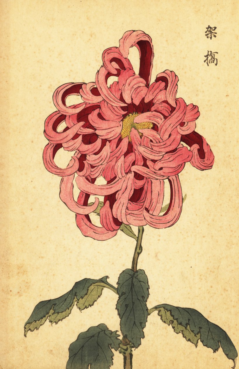 Hybrid rosa och crimson krysantemum., 1893 (gravyr) av Keika Hasegawa