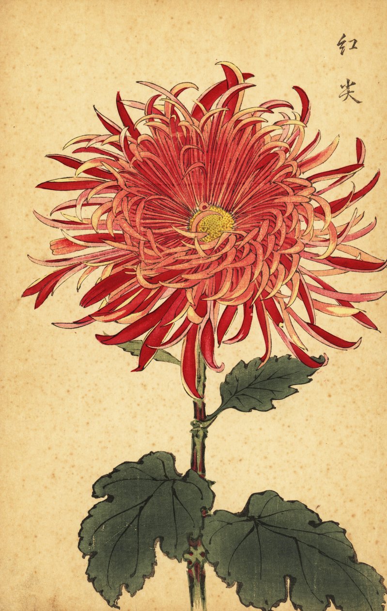 Hybrid rosa och crimson krysantemum., 1893 (gravyr) av Keika Hasegawa
