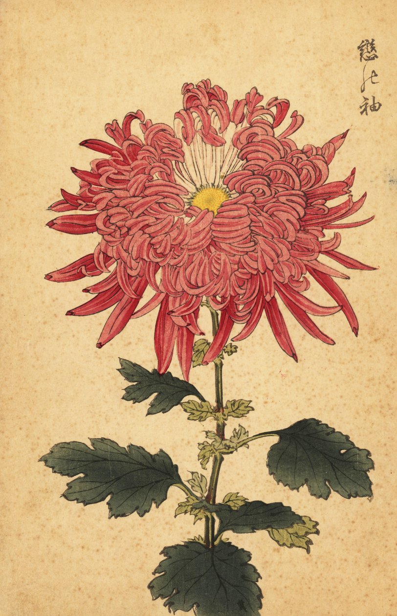 Hybrid rosa fjäderkrysantemum., 1893 (gravyr) av Keika Hasegawa