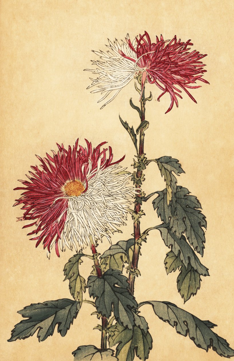 Hybrid lila och vit fjäderkrysantemum., 1893 (gravyr) av Keika Hasegawa