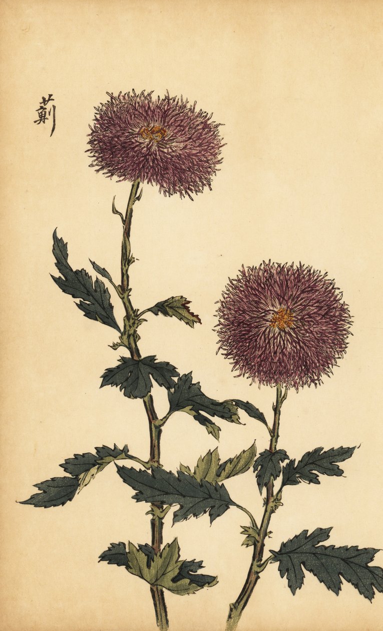 Hybrid lila krysantemum., 1893 (gravyr) av Keika Hasegawa