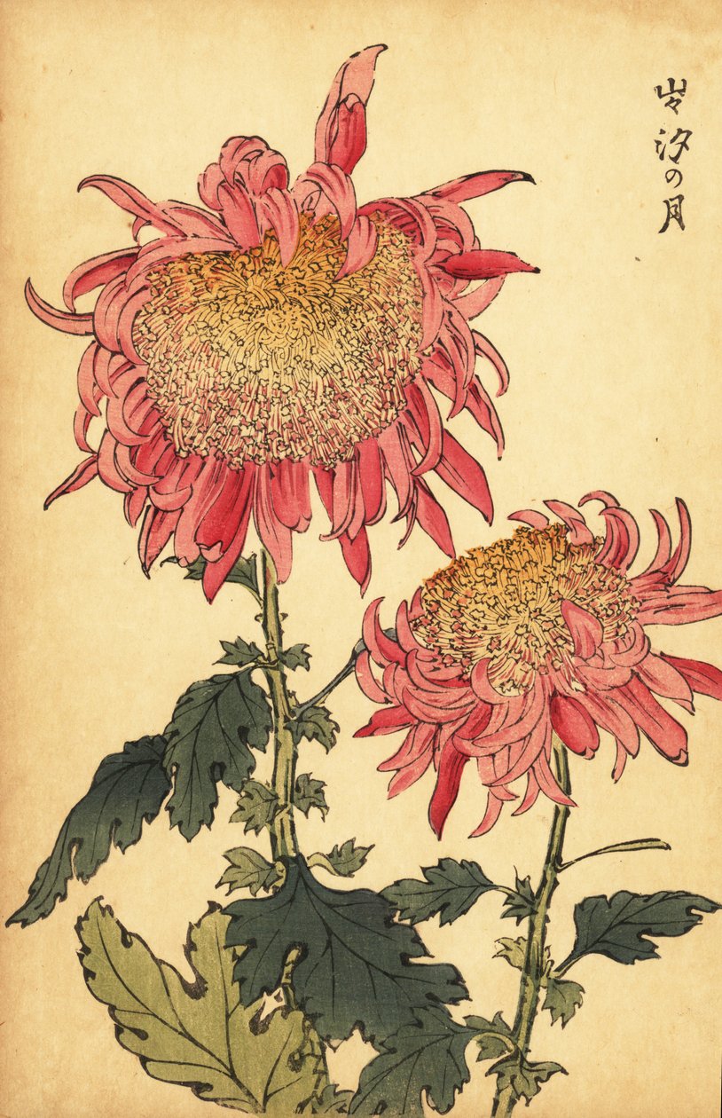 Hybrid lax-rosa krysantemum., 1893 (gravyr) av Keika Hasegawa