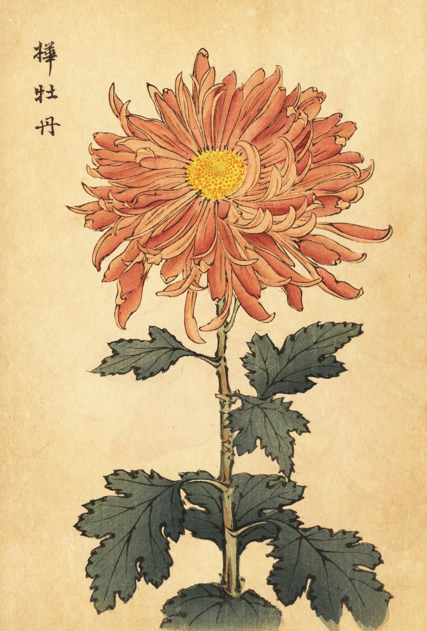 Hybrid lax-rosa krysantemum., 1893 (gravyr) av Keika Hasegawa