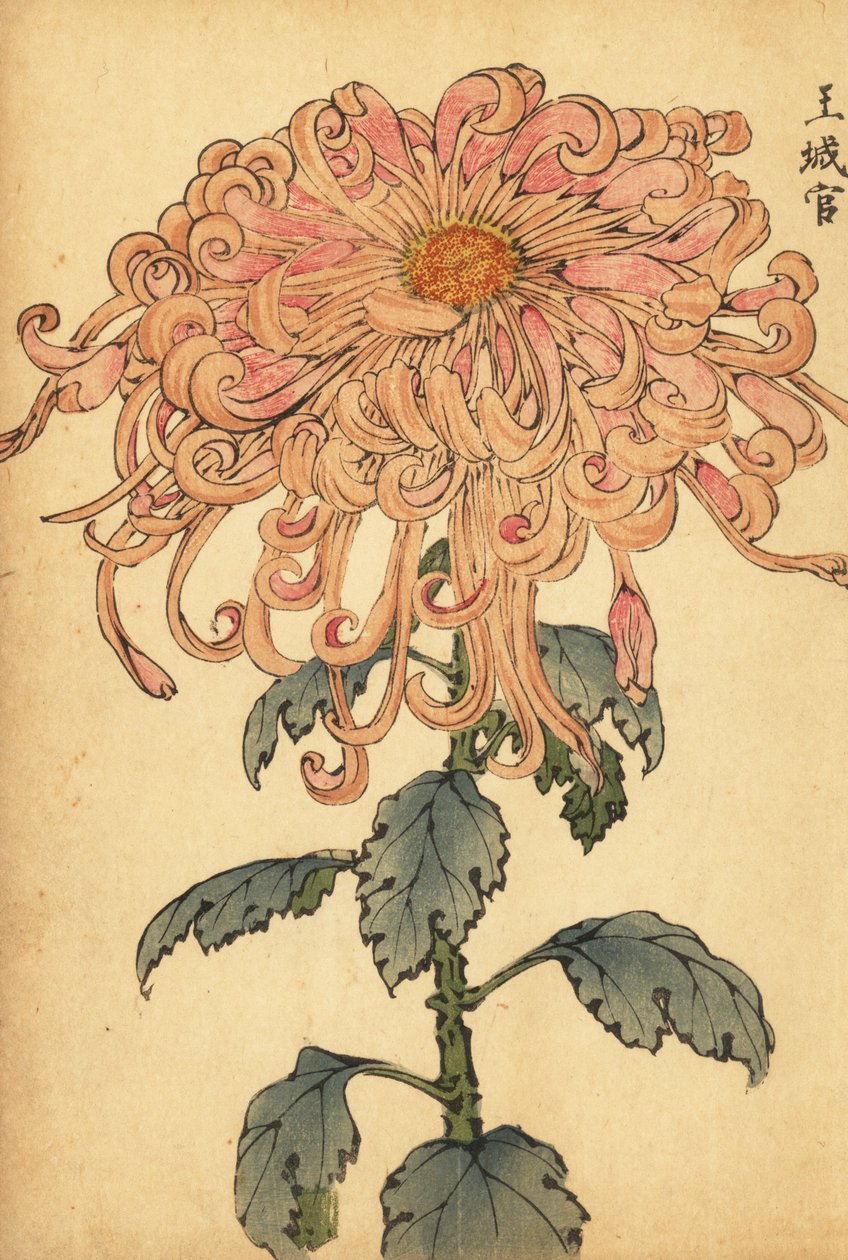 Hybrid laxrosa krysantemum med krullade kronblad., 1893 (gravyr) av Keika Hasegawa