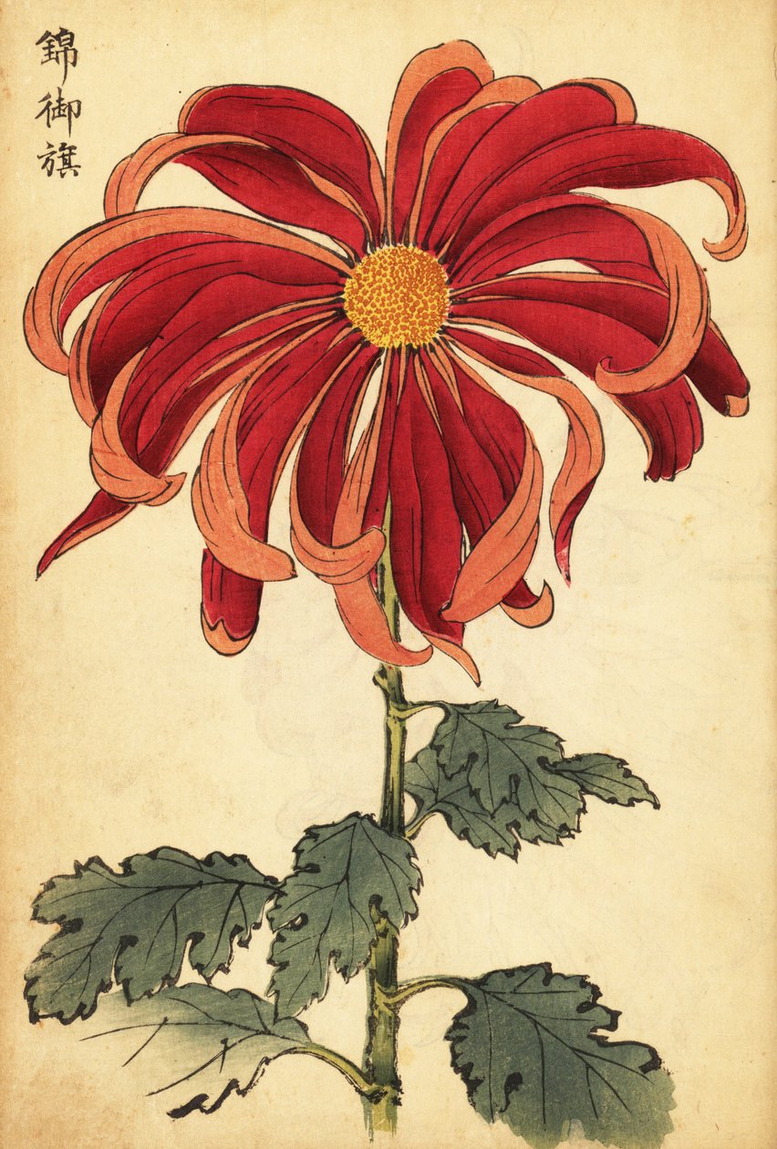 Hybrid scharlakansröd och rosa krysantemum., 1893 (gravyr) av Keika Hasegawa