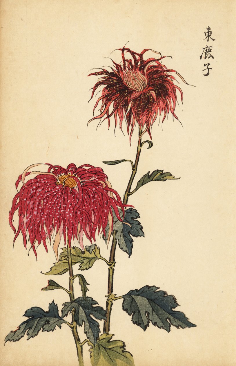 Hybrid prickig scharlakansröd och rosa fjäderkrysantemum., 1893 (gravyr) av Keika Hasegawa