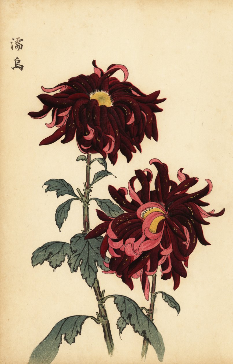 Hybrid brokig crimson och rosa krysantemum., 1893 (gravyr) av Keika Hasegawa