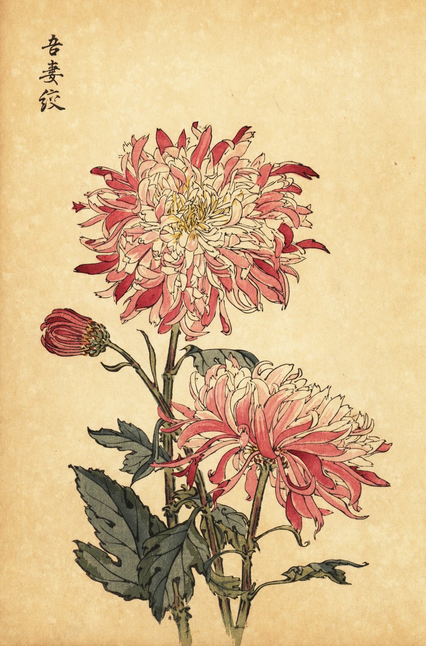 Hybrid brokig vit och rosa krysantemum., 1893 (gravyr) av Keika Hasegawa