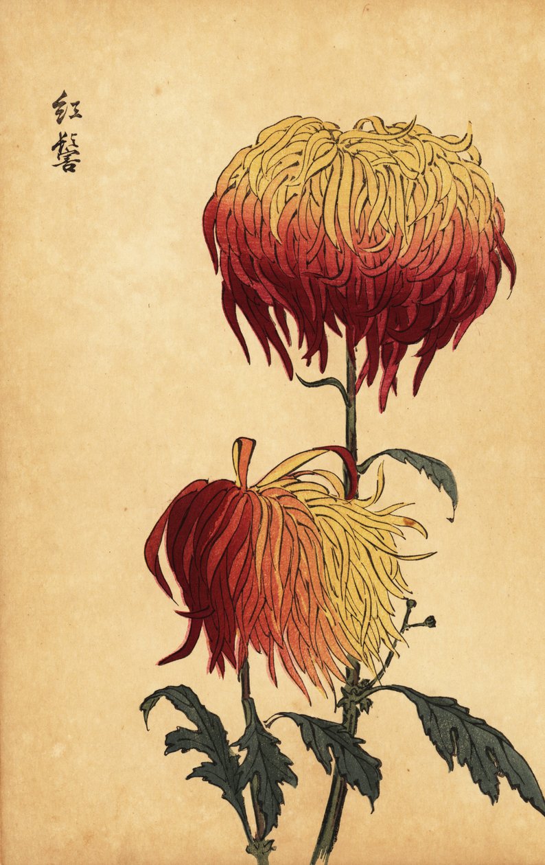Hybrid brokig gul, orange och crimson krysantemum., 1893 (gravyr) av Keika Hasegawa
