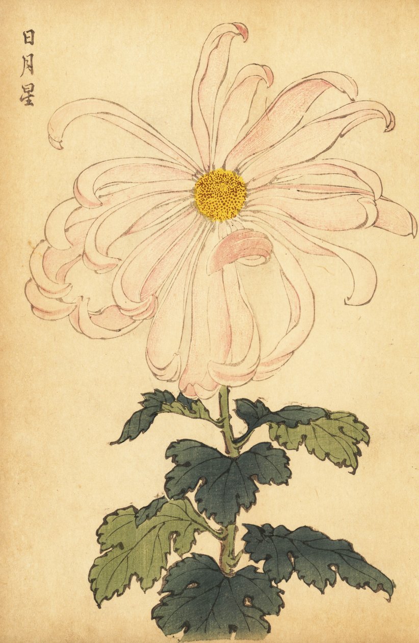 Hybrid vit och rosa krysantemum., 1893 (gravyr) av Keika Hasegawa