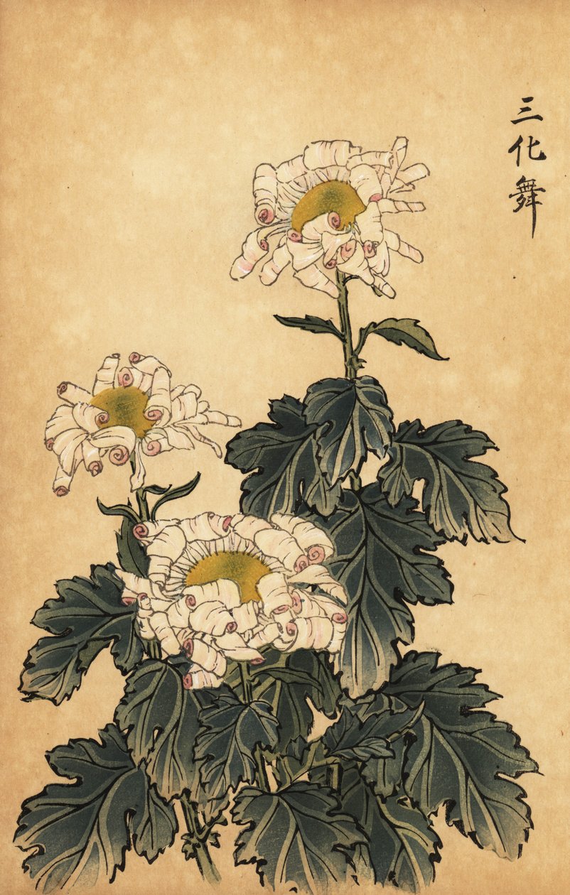 Hybrid vit och rosa krysantemum., 1893 (gravyr) av Keika Hasegawa