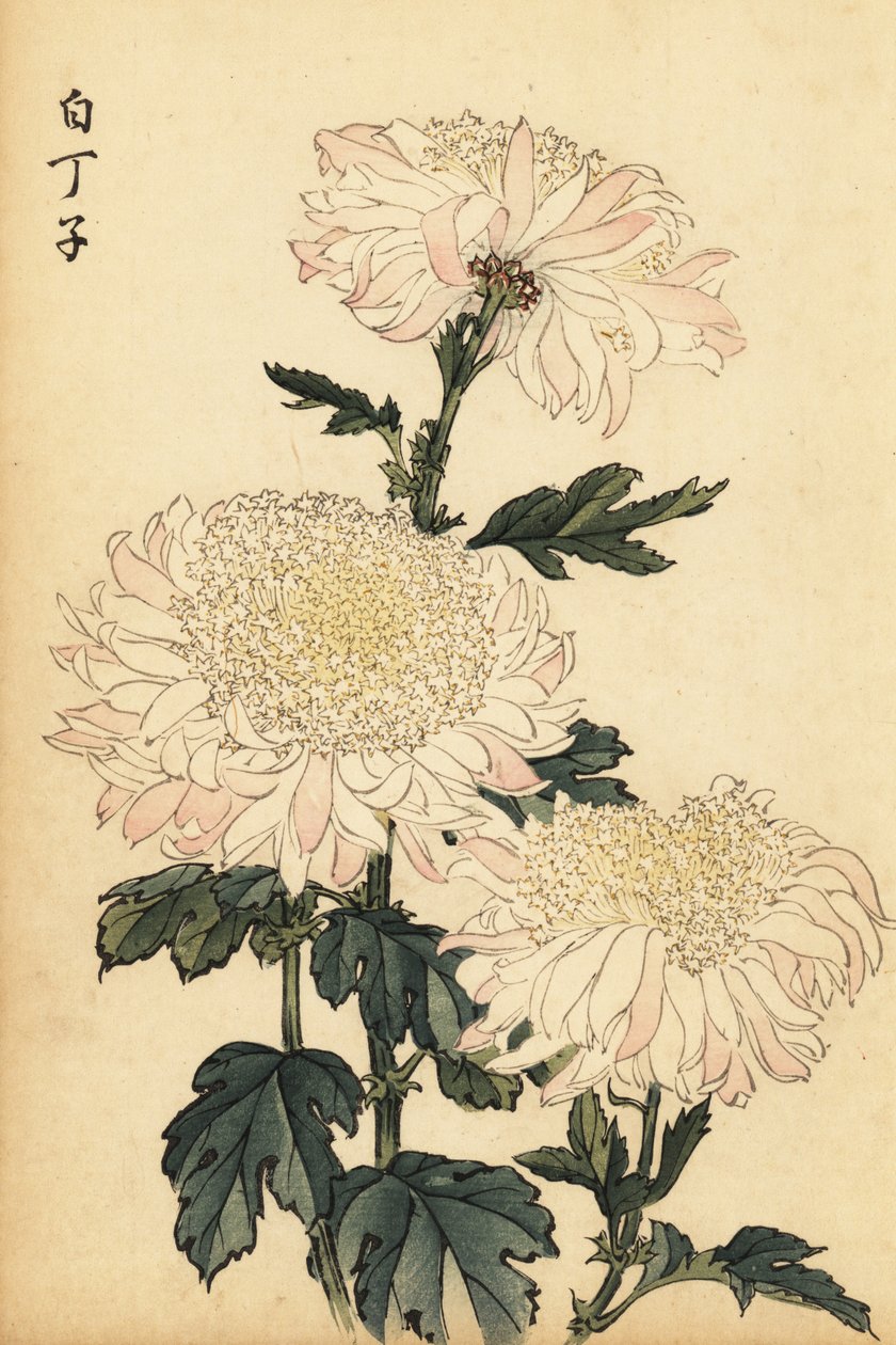 Hybrid vit och rosa krysantemum., 1893 (gravyr) av Keika Hasegawa