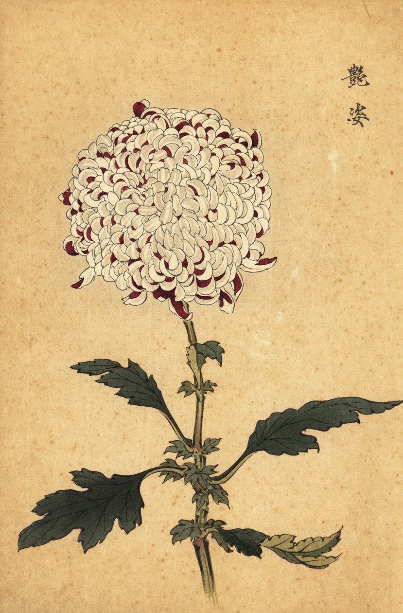 Hybrid vit och lila pompongkrysantemum., 1893 (gravyr) av Keika Hasegawa