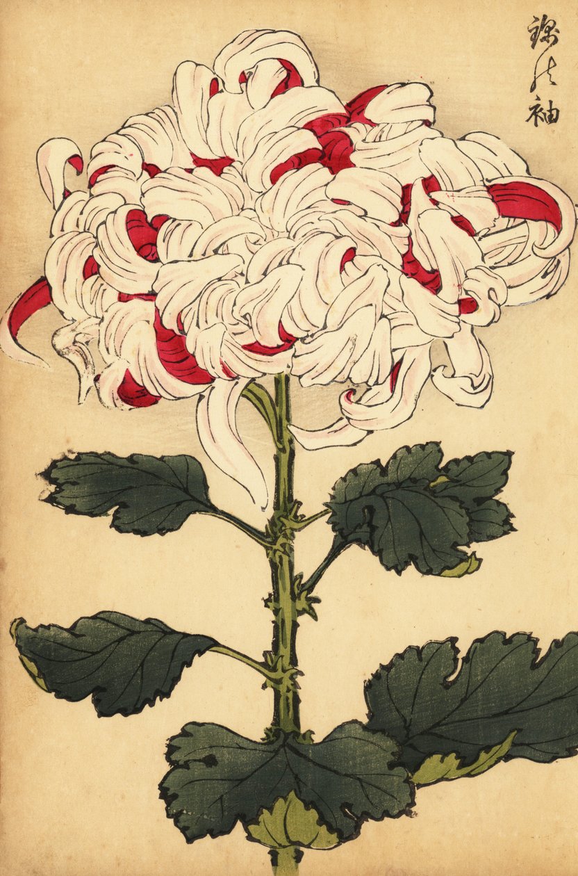 Hybrid vit och scharlakansröd krysantemum., 1893 (gravyr) av Keika Hasegawa