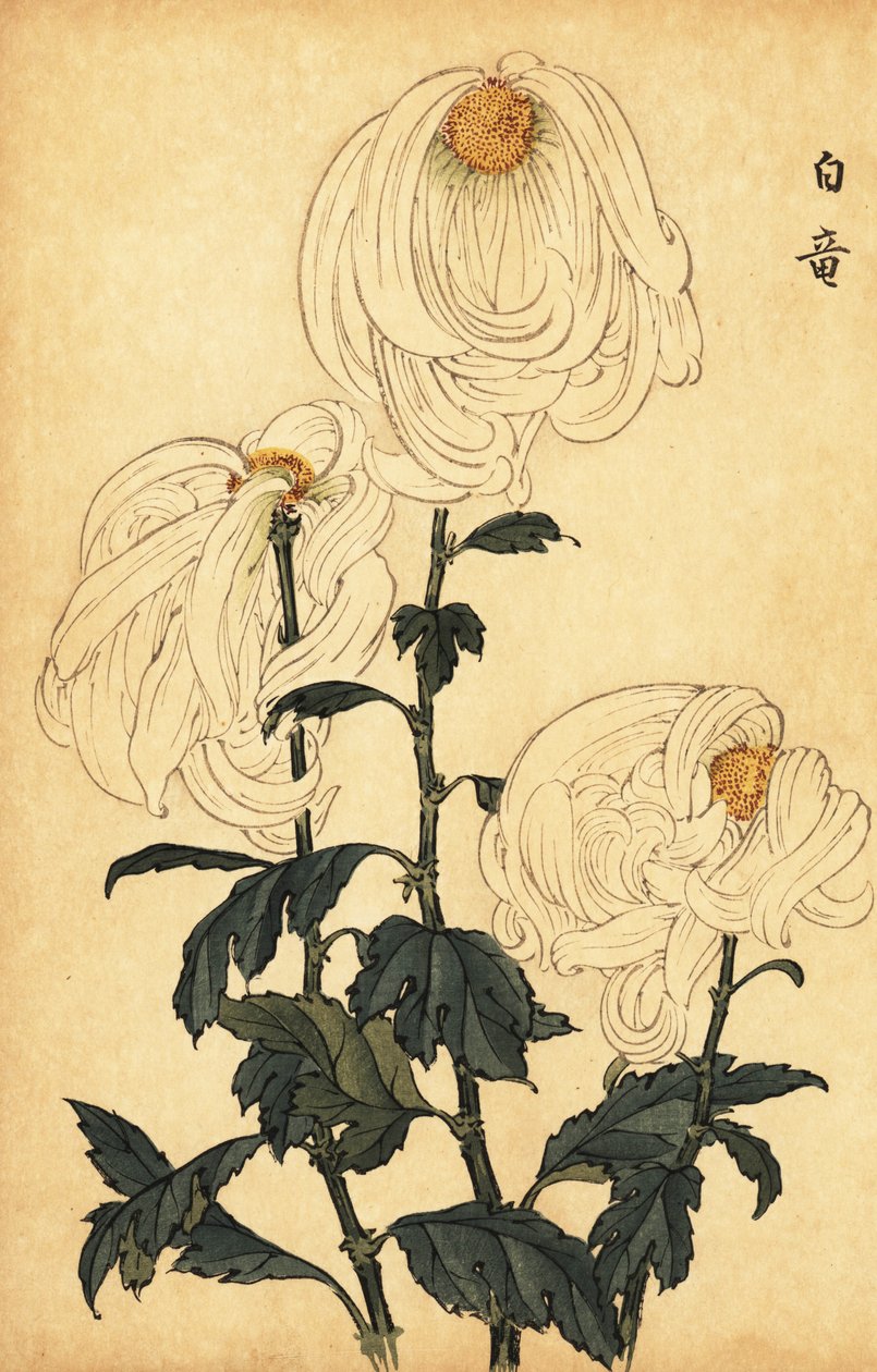 Hybrid vit krysantemum., 1893 (gravyr) av Keika Hasegawa