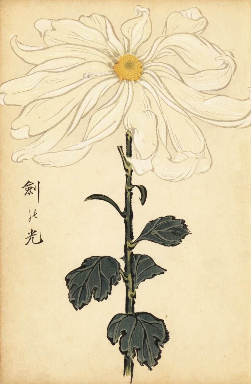 Hybrid vit krysantemum., 1893 (gravyr) av Keika Hasegawa