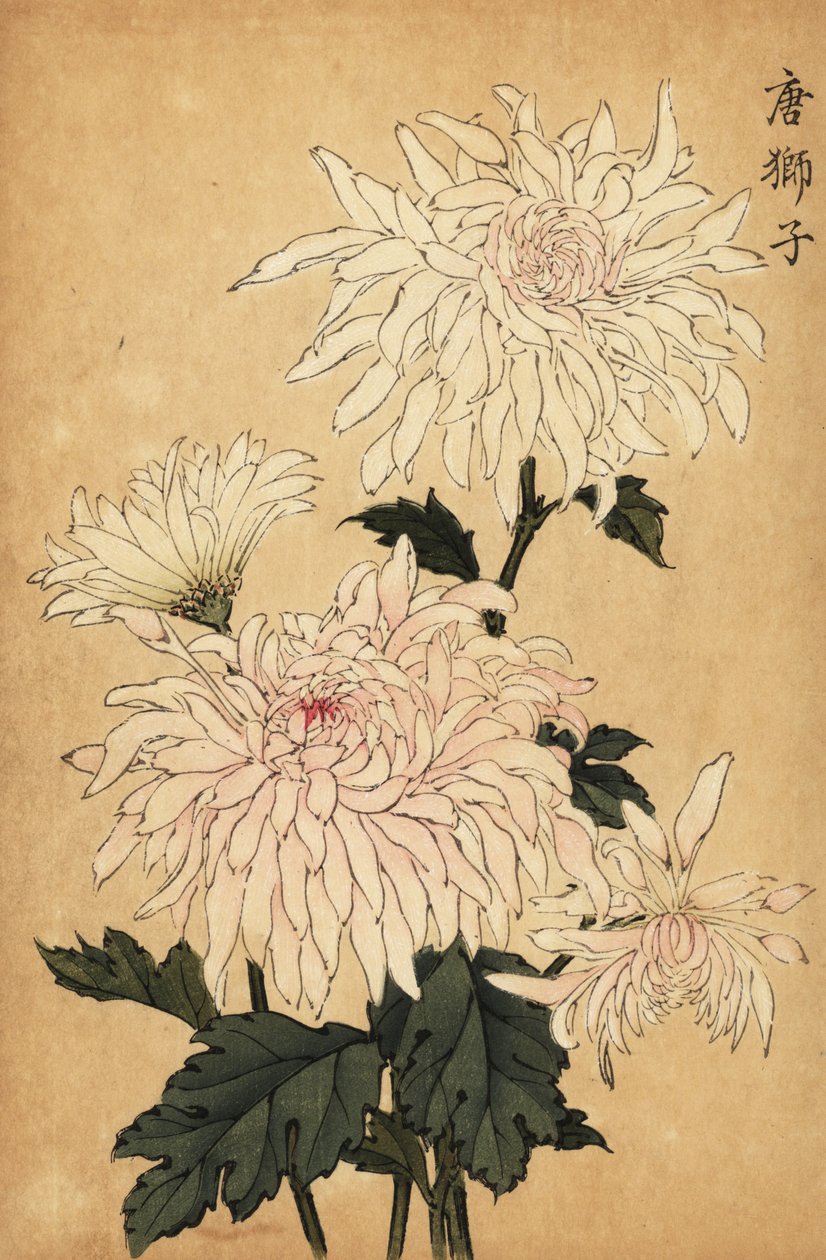 Hybrid vit krysantemum, Chrysanthemum indicum. ,1893 (gravyr) av Keika Hasegawa