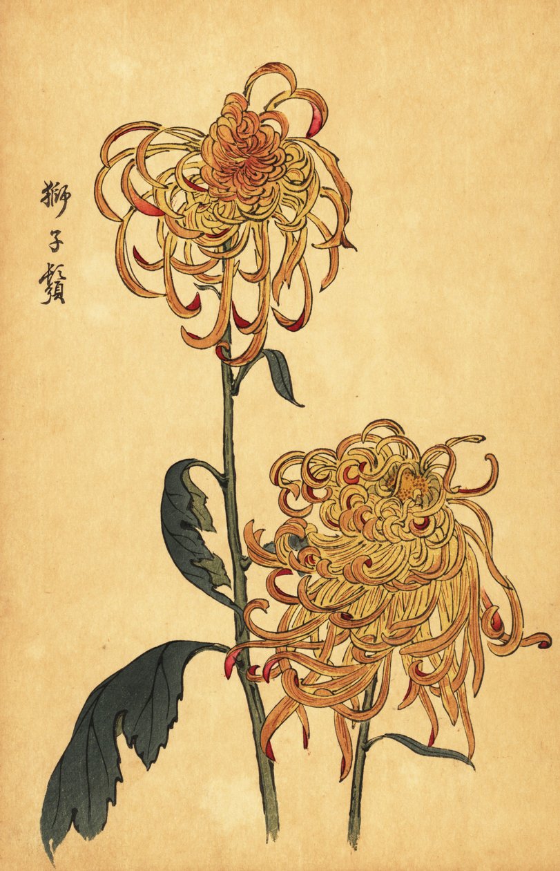Hybrid gul och orange spindelkrysantemum., 1893 (gravyr) av Keika Hasegawa