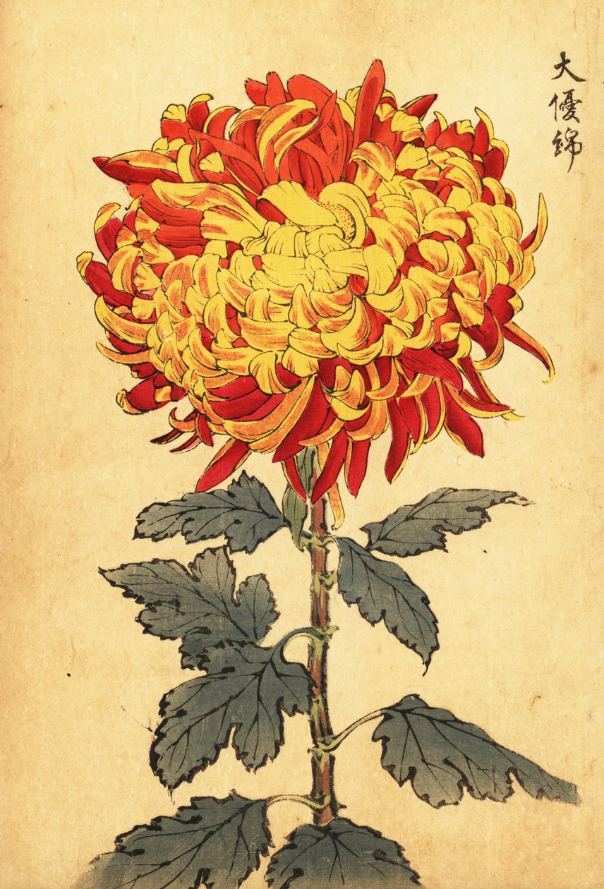 Hybridgul och scharlakansröd pompongkrysantemum., 1893 (gravyr) av Keika Hasegawa