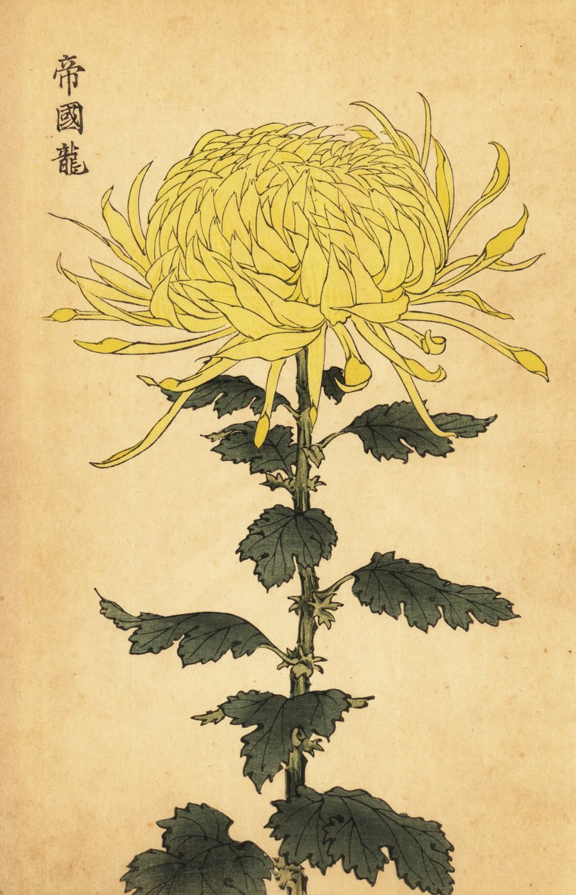 Hybrid gul krysantemum., 1893 (gravyr) av Keika Hasegawa