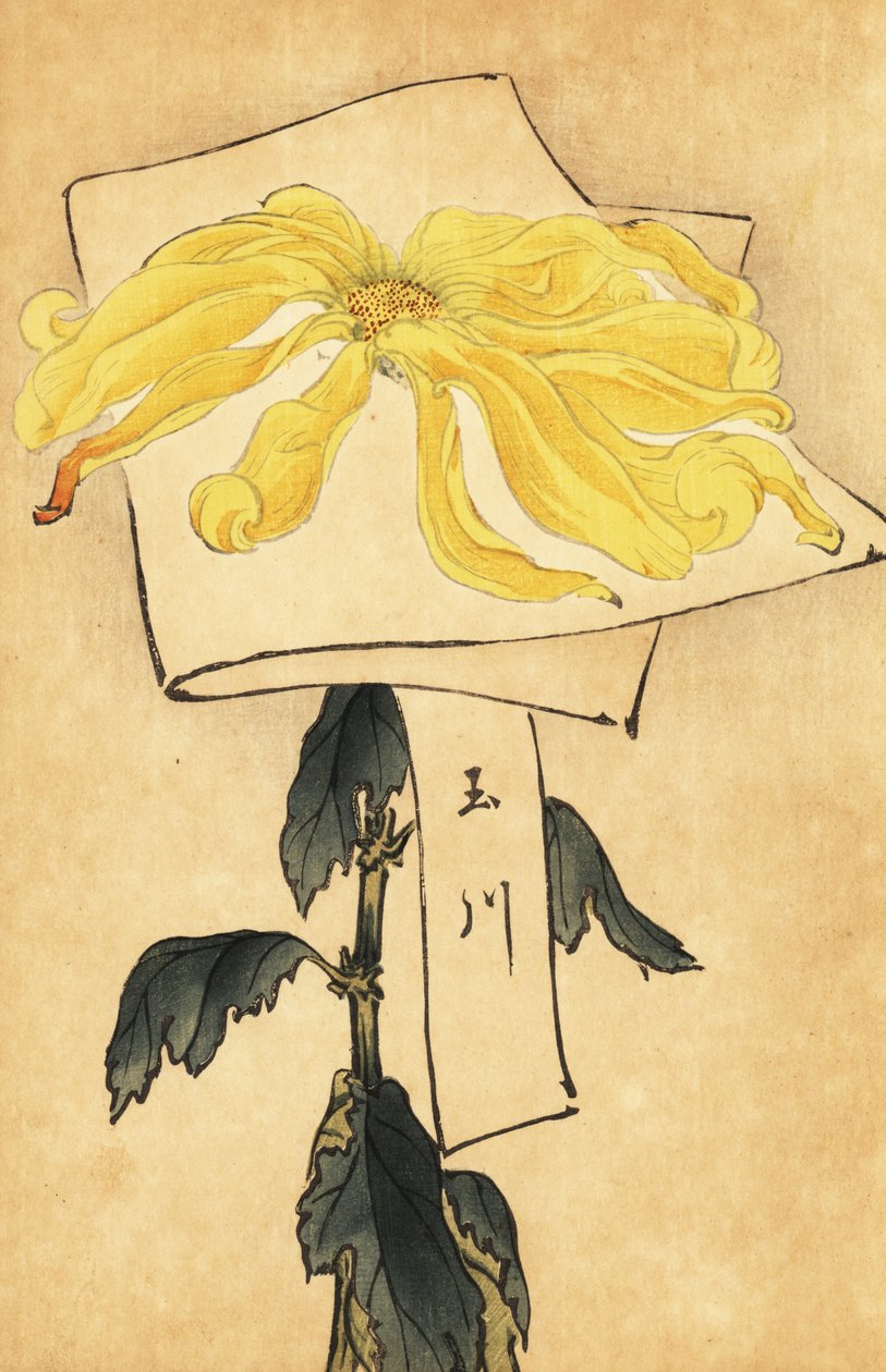 Hybrid gul krysantemum, Chrysanthemum indicum. ,1893 (gravyr) av Keika Hasegawa
