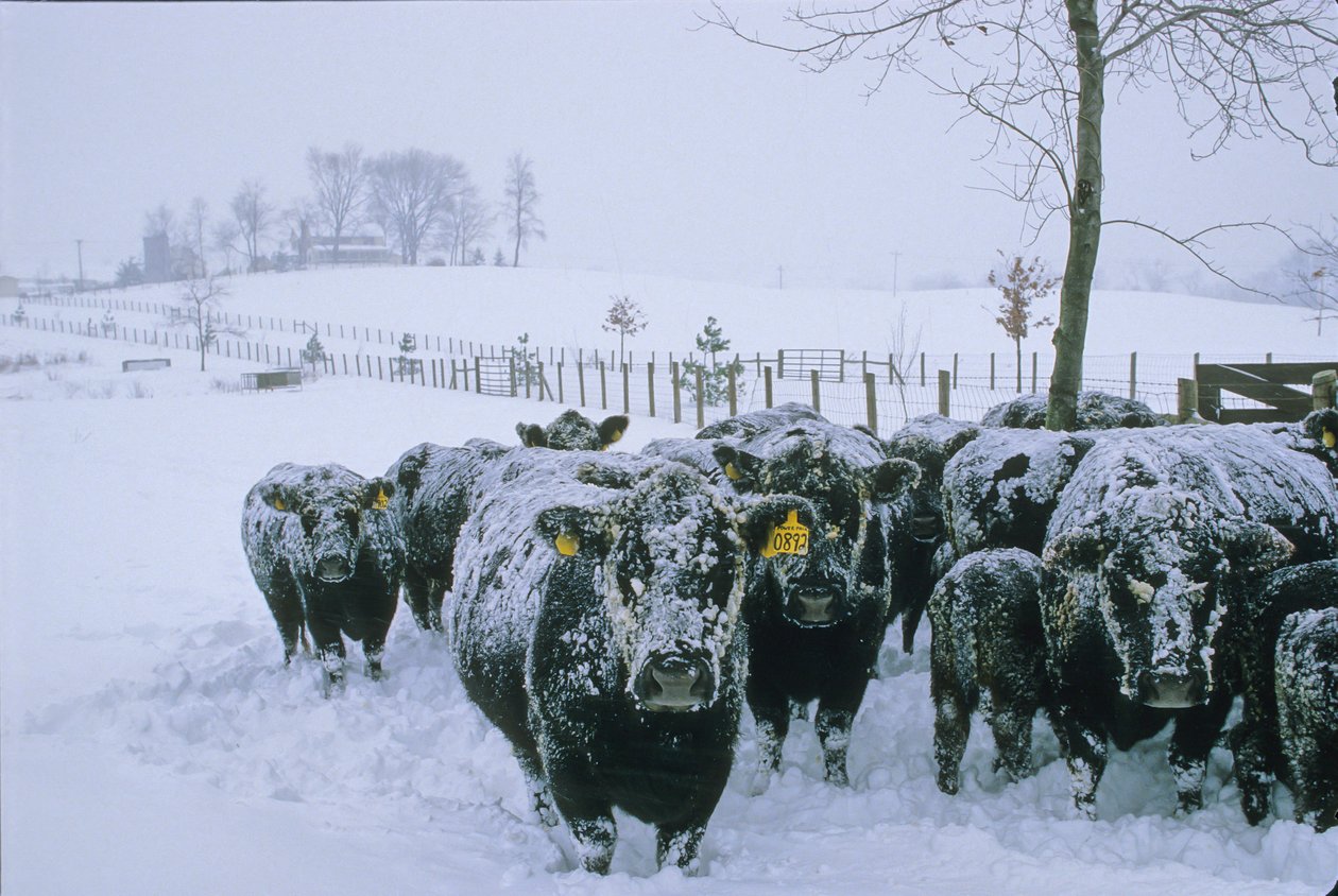 Boskap, Fauquier County, VA, vinter, snö, 2006 (foto) av Kenneth Garrett