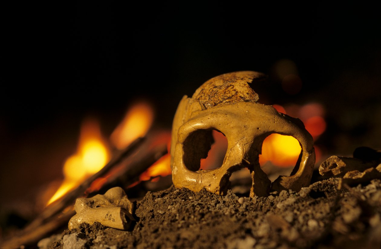 DOH; 130 000 år gamla neandertalare, skallen av en kvinna, Krapina 3, Krapina-grottan, Balkan av Kenneth Garrett