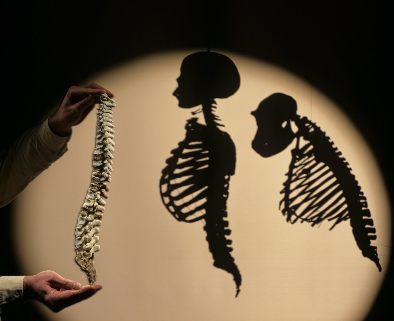 DOH, De första stegen, Rekonstruktion av ryggraden, Bruce Latimer, Cleveland Museum of Natura... av Kenneth Garrett