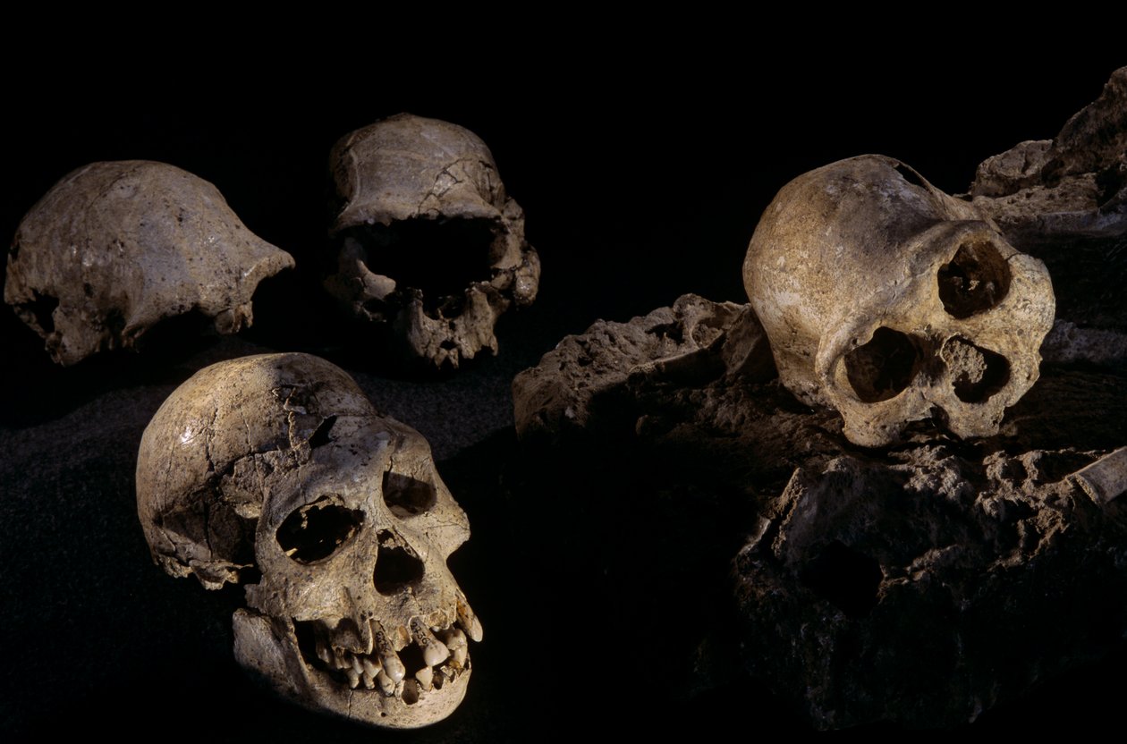 Fyra kranier från Dmanisi,Dmanisi, Georgien Homo Erectus-fyndplats av Kenneth Garrett
