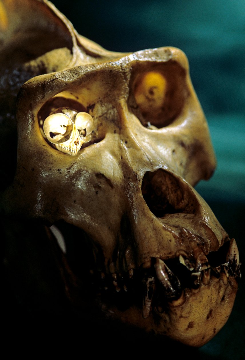 Homo Erectus, Gorilla och Tarsier, Största och minsta primater, Bruce Latimers labb... av Kenneth Garrett