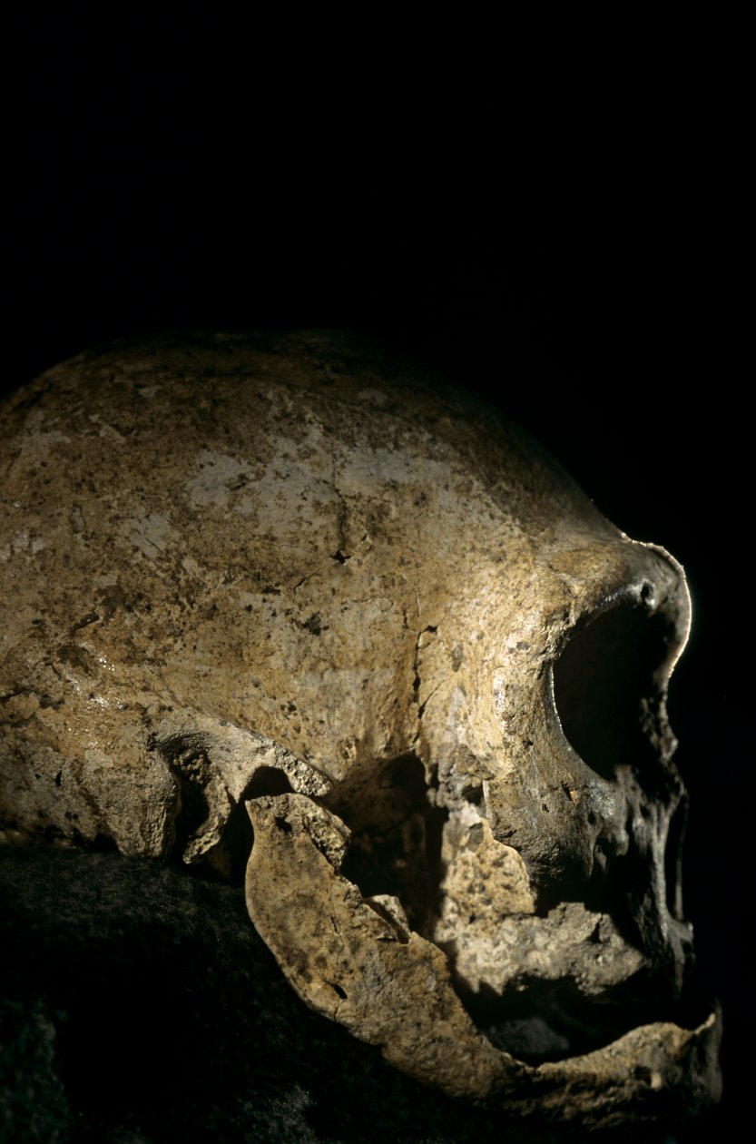 Homo erectus-skalle, tandlös, Dmanisi, Georgien Homo erectus-fyndplats av Kenneth Garrett