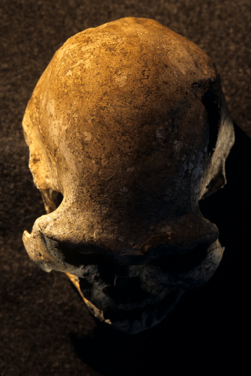 Homo erectus-skalle, tandlös, Dmanisi, Georgien Homo erectus-fyndplats av Kenneth Garrett