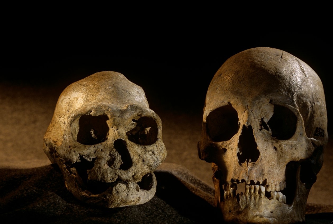 Homo erectus-skalle, tandlös, och modern människoskalle, Dmanisi av Kenneth Garrett