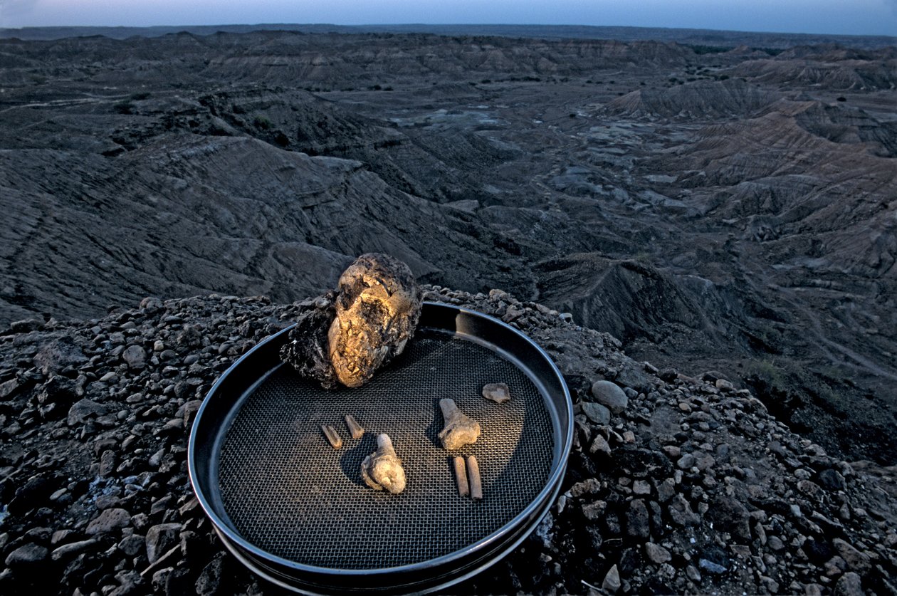 Lucys barn, Zeray Alemseged, Australopithicus Afarensis, Etiopien, Paleontolog, ..., 2006 (foto) av Kenneth Garrett