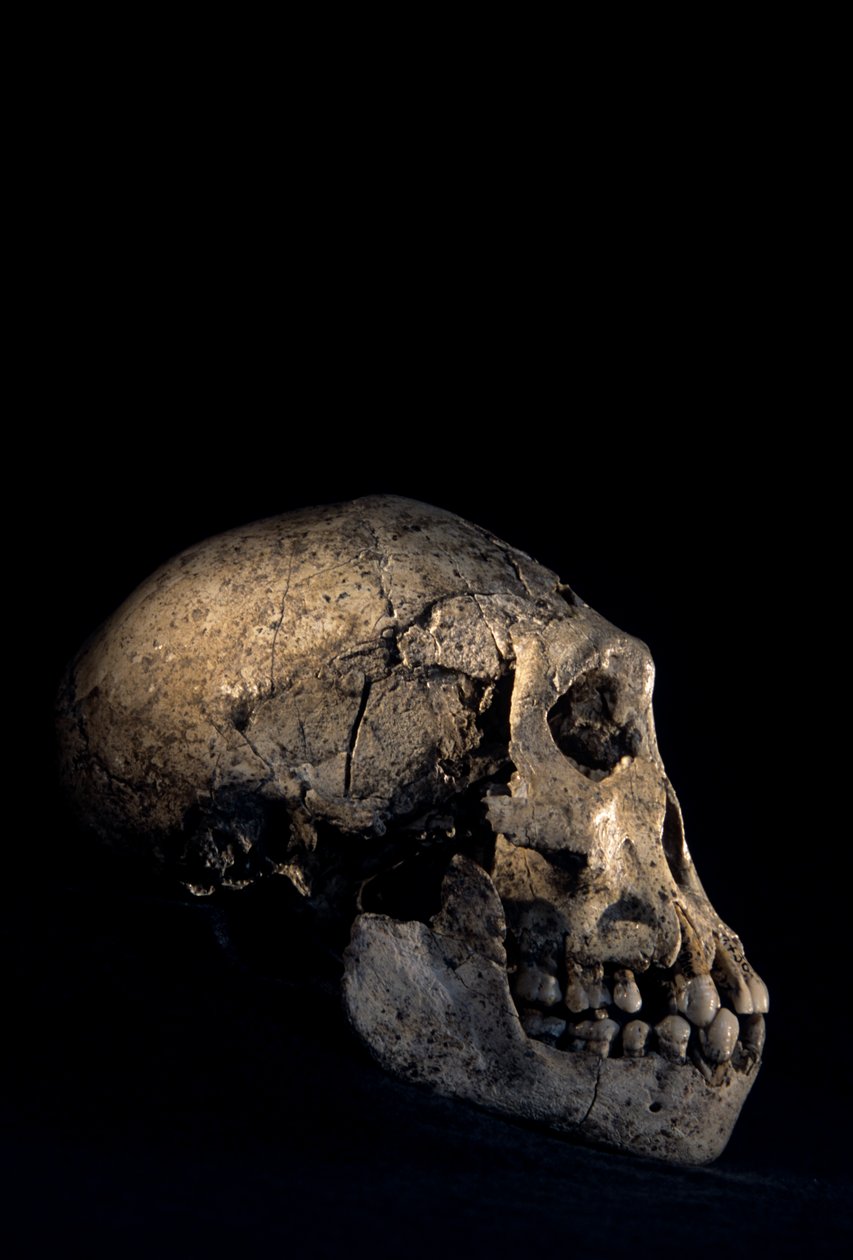 Skalle funnen vid Dmanisi, Dmanisi, Georgien, Homo erectus-fyndplats av Kenneth Garrett