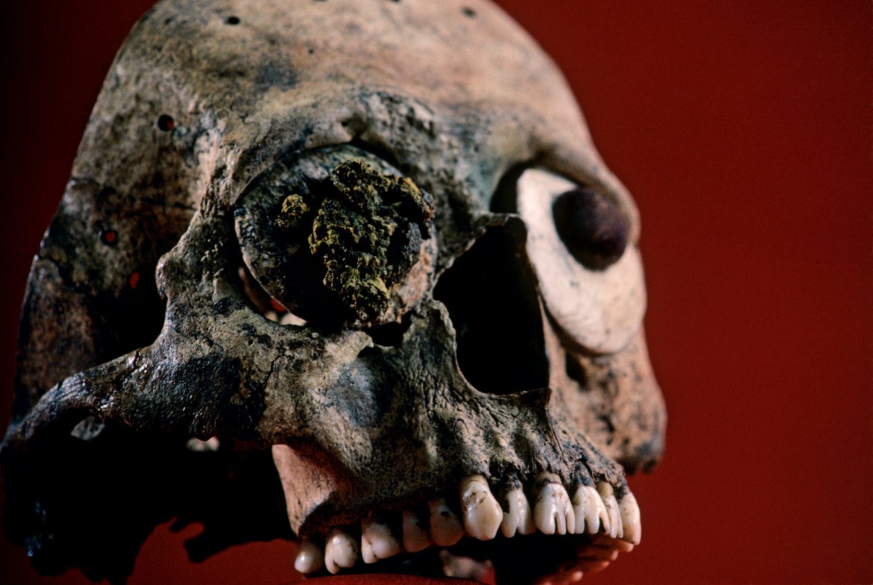 Skalle med filade tänder, Aztec, Mexiko, Templo Mayor, 2010 (foto) av Kenneth Garrett