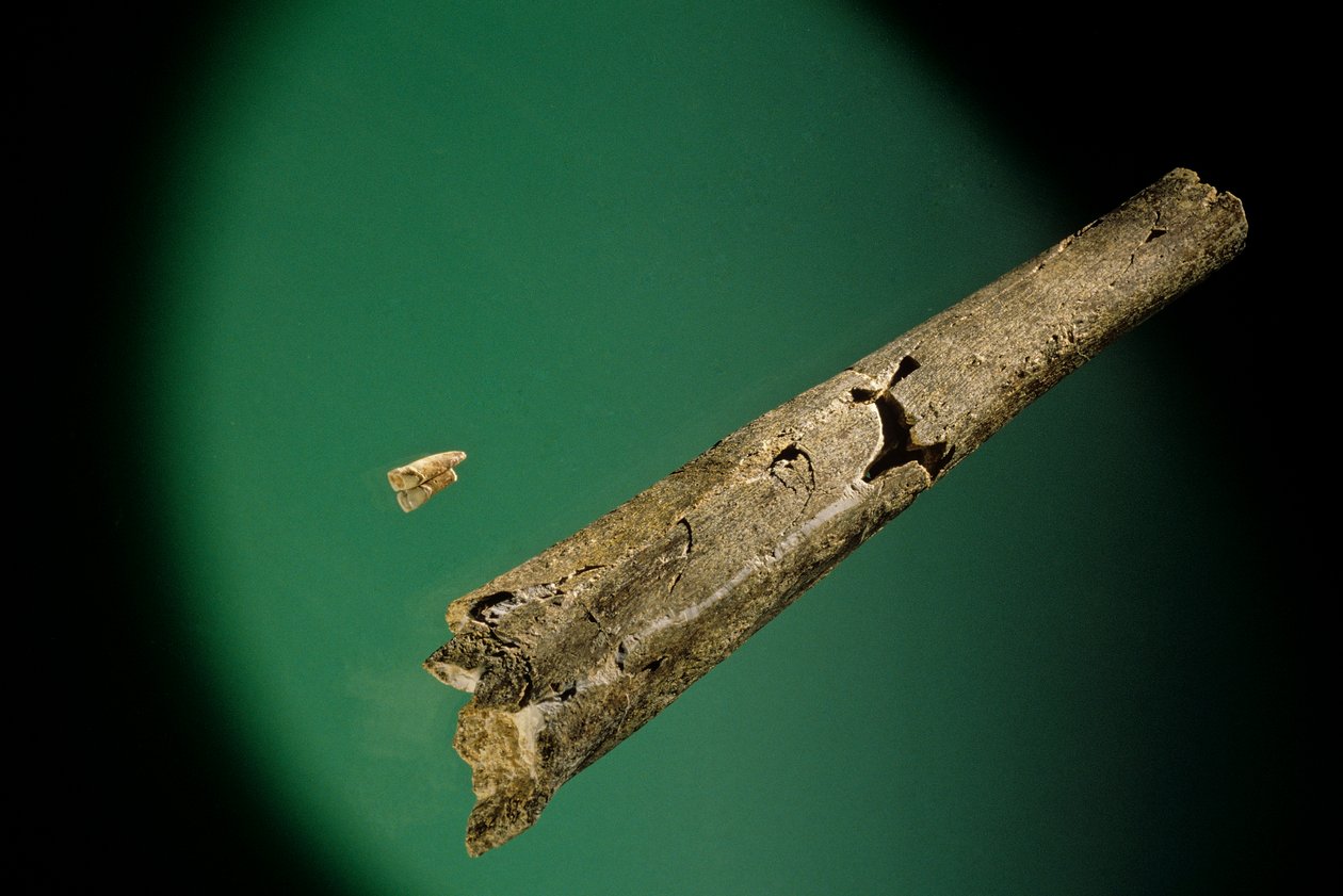 Skenben och nedre framtänder, Boxgrove, England, 500000 BP, Homo Heidelbergensis-fossil av Kenneth Garrett