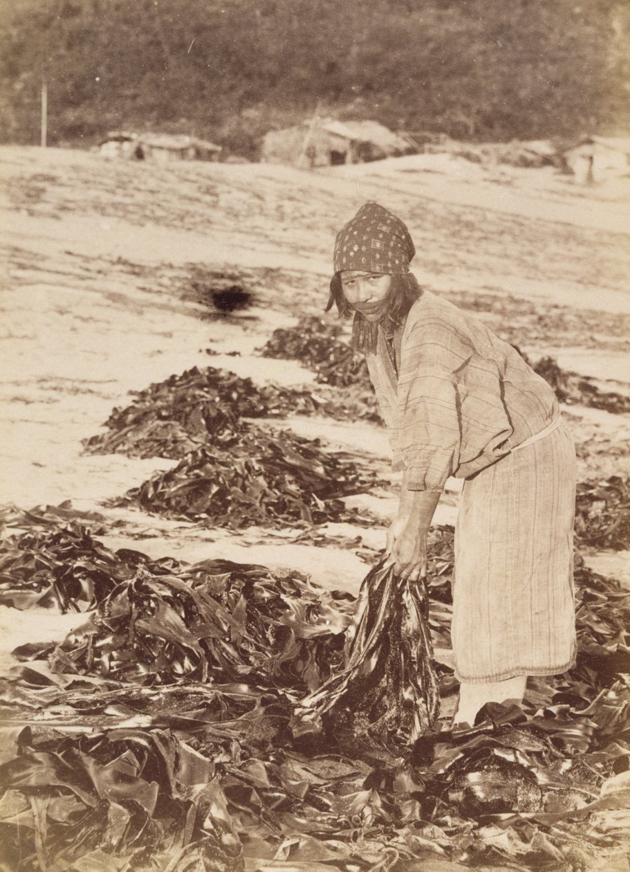 Ainu kvinna som skördar tång, ca 1900 (albumin silvertryck) av Kenzô Tamoto